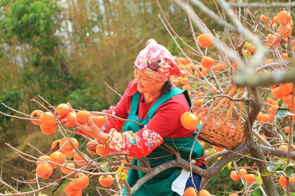 Volunteering Farm Work