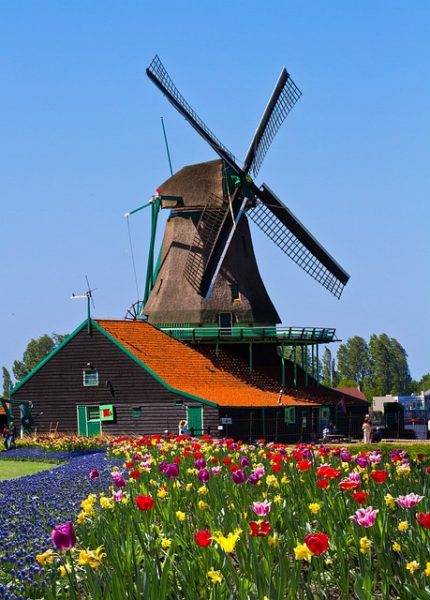 Windmills and Tulips in Holland