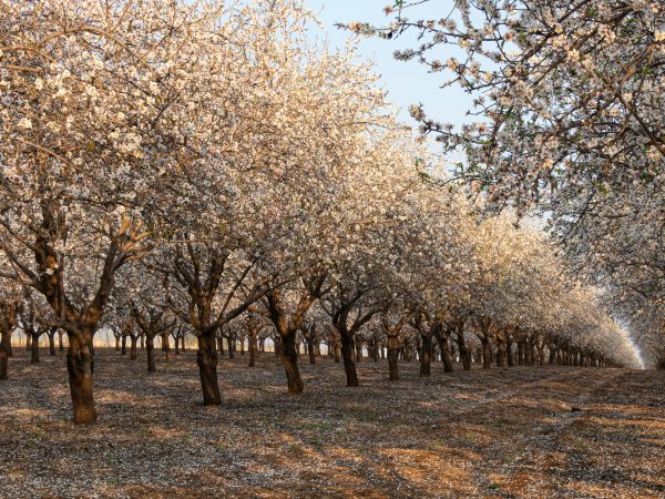 A beautiful almond orchard in full bloom Sicily-Travel-Tips