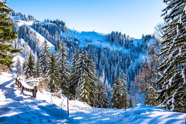 Snow Covered Pine Trees at Plitvice Lake Croatia