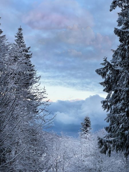 Frosty Forest