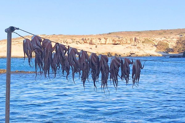 Octopus Anyone Milos Greece Octopus Anyone Milos Greece
