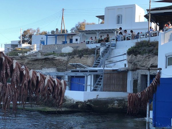 Squid Drying at Medusa Restaurant in Milos Greece Squid Drying at Medusa Restaurant in Milos Greece