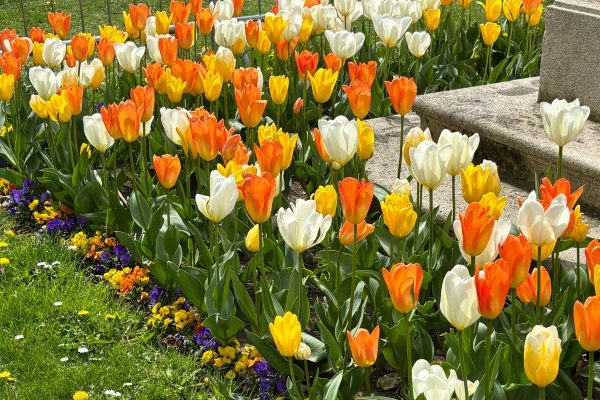 Bright orange yellow and cream tulips blooming in large floral displays at Tivoli Park in Ljubljana on a sunny spring day. The colorful gardens create a peaceful setting in the heart of the city surrounded by greenery and walking paths.